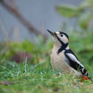 Redwell  18 1 2016   D3s (31 Of 127).jpg